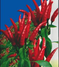 最新种子号,最新种子号,小巷中的秘密花园