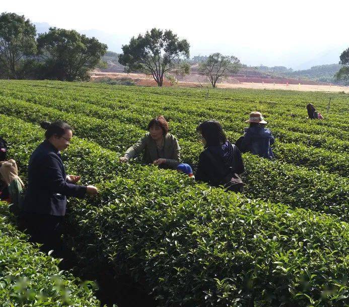 茶园最新消息，小巷深处的独特茶香之旅