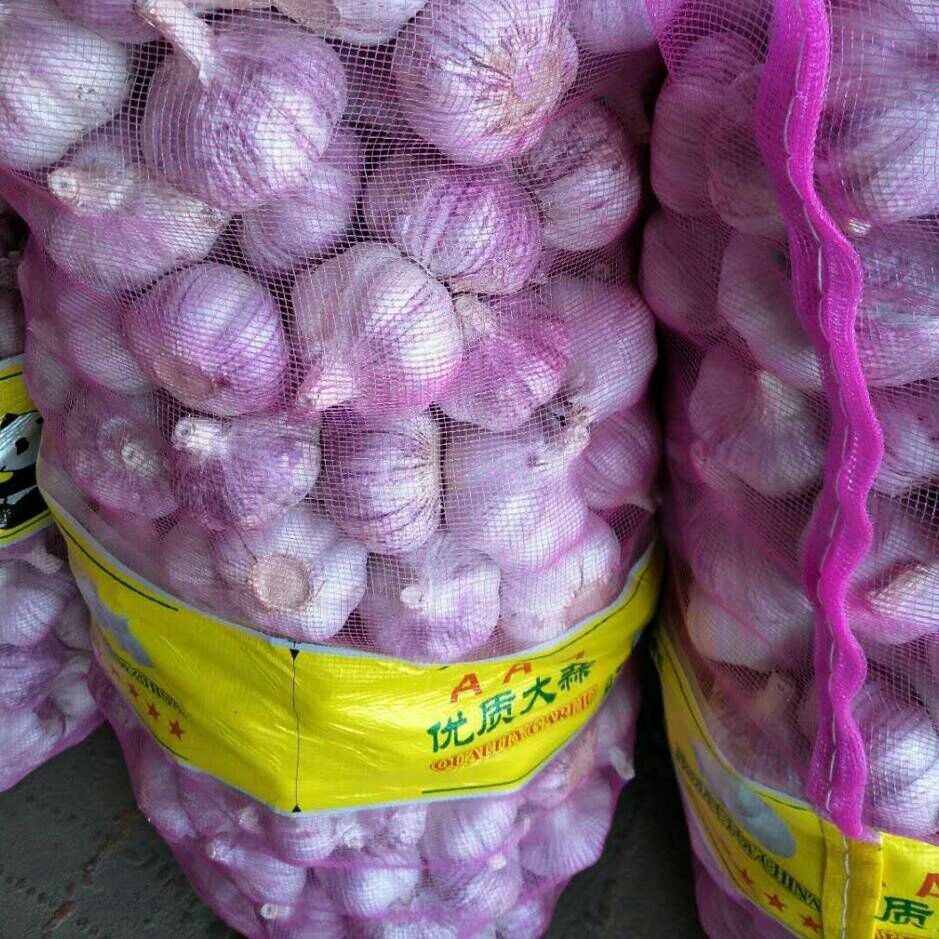 🌟 聊城大蒜最新价格大揭秘 🌟