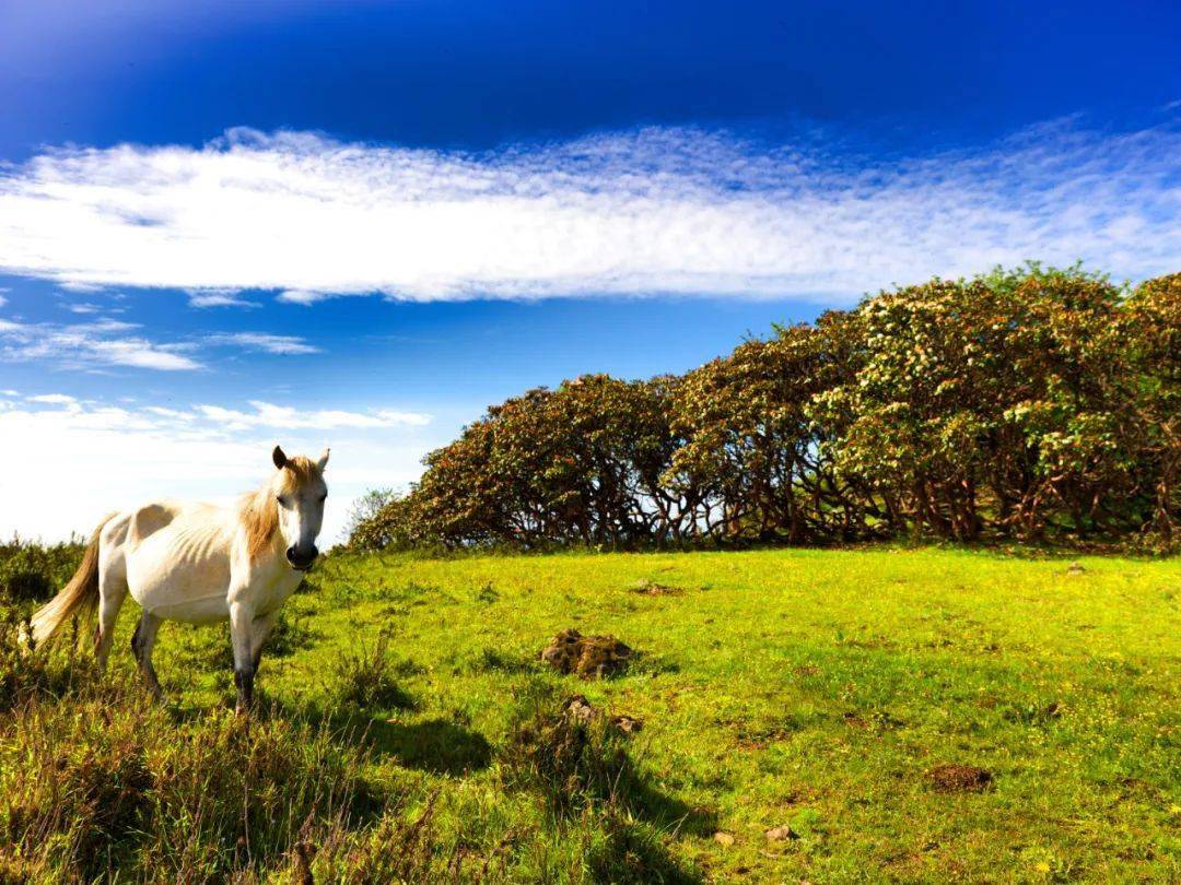 猪突豨勇 第6页