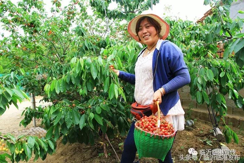 临沂樱桃价格最新行情,一场自然美景的旅行探索