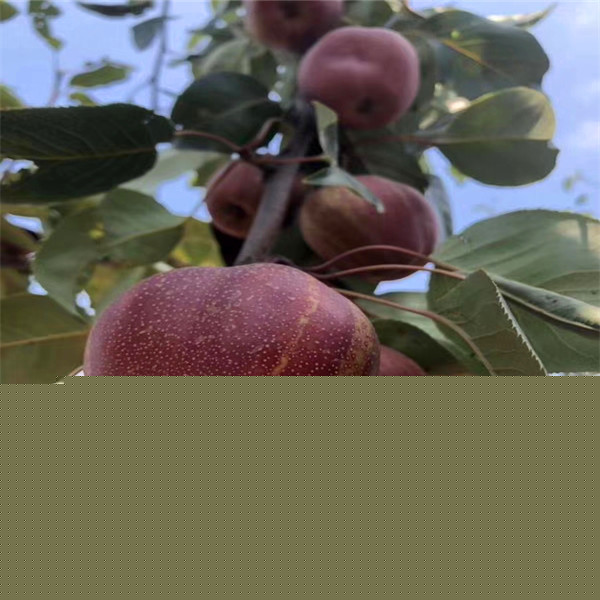 四平梨树贴吧最新消息