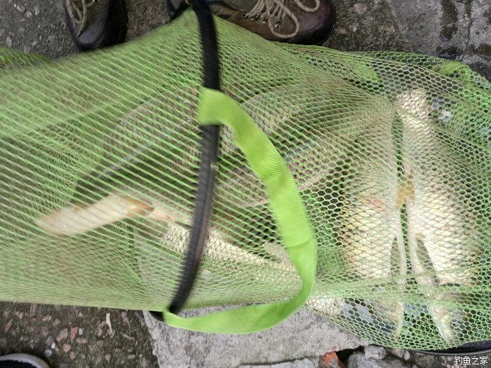 夏季老鬼鱼饵全新配方，深入分析与观点阐述