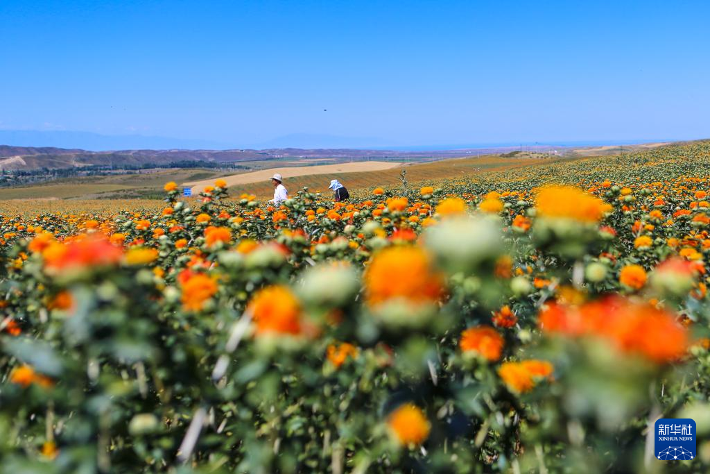新疆红花市场价格——科技重塑传统，红花绽放新价值