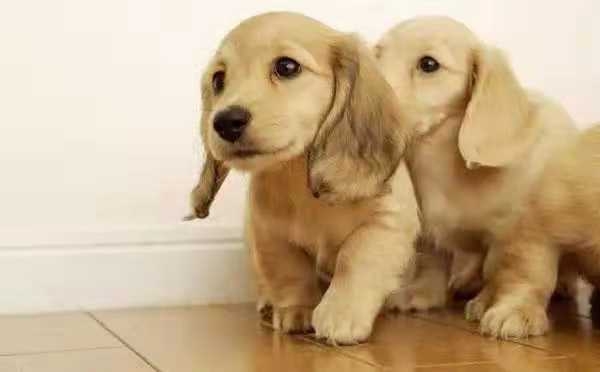 长的像明星的狗，一场寻找内心平静的旅行