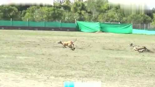 智能机猎兔比赛视频，技术与速度的交响