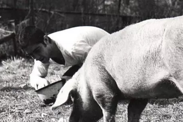 一个人和他的猪，电影背后的故事