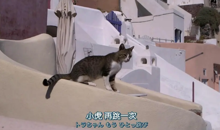 猫最新动漫，时代之光下的猫之影