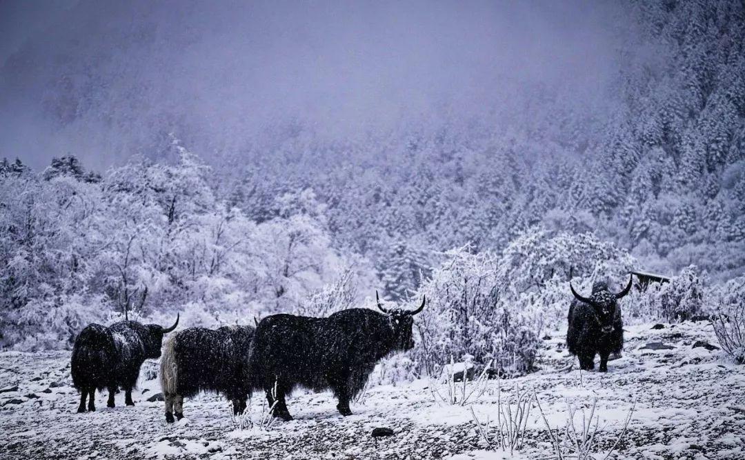 最新旅游群，带你探索未知的世界！✨