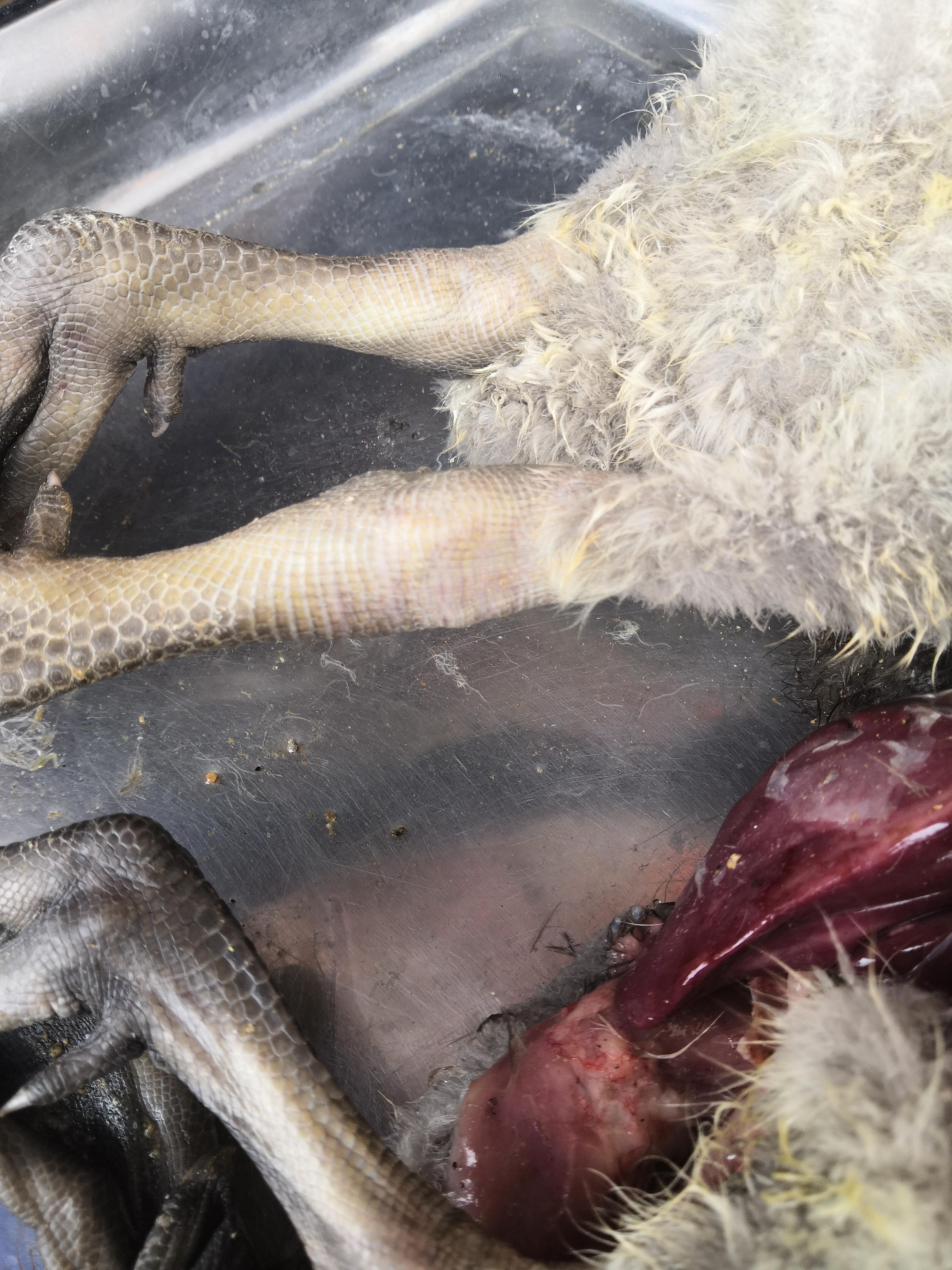 最新境外病例，小明的奇妙旅程与跨国友情