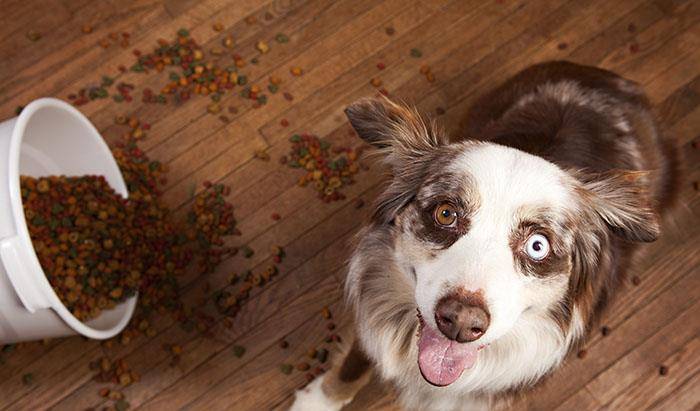 疫情最新狗，认识、理解与应对