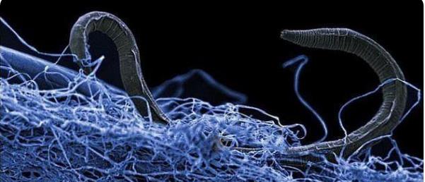 最新卢因基因，小巷深处的基因奥秘与独特风味